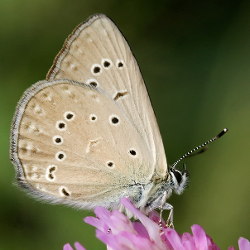 Polyommatus admetus